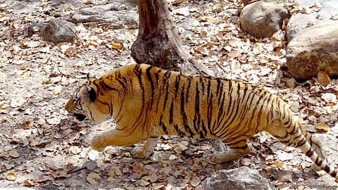 tiger.