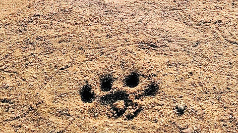 The decision to shut the zoos came after the death of a tigress Shakti at the Gorakhpur zoo as bird flu was confirmed as the cause of the death of feline. 