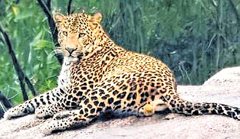 Representational image