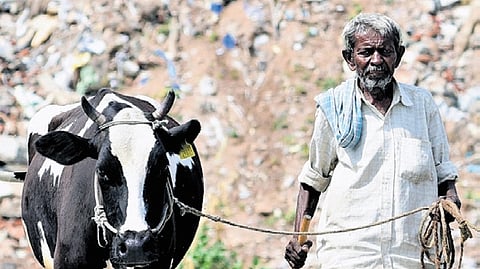 In Karnataka, dairy farmers not 
paid incentives for nine months