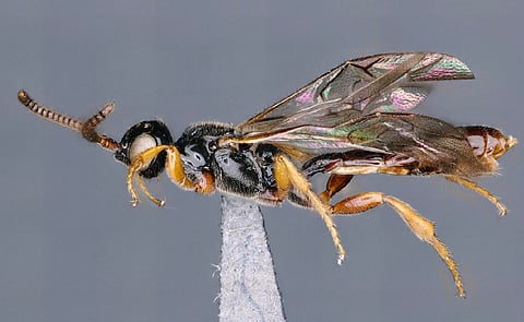 This wasp found in BRT Tiger Reserve had been named after Dr P Gourishankar, who worked on the research and conservation of the King Cobra.
