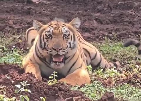 Jamuna, the first tigress to be relocated to Similipal Tiger Reserve (STR) from Tadoba-Andhari Tiger Reserve