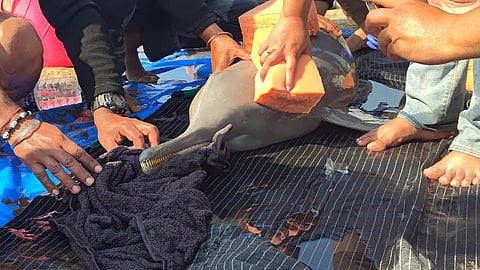 The Ganges river dolphin