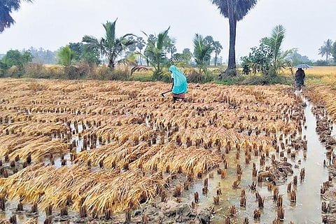 A man inspects his harvested crop in a waterlogged farmland in Ganjam district 