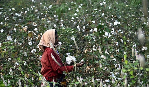 A Women farmer is seen plucking the cotton in a cotton crop in Telangana's Karimnagar.