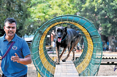 A K9 squad dog inducted in Fire and Emergency Services demonstrates its skills with the handlers at NDRF campus, in Cuttack on Saturday 
