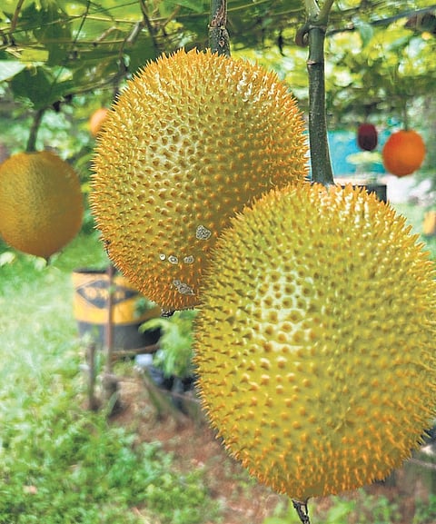 Heavenly fruit': AP techie grows exotic gac plant