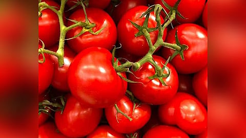 Tomato
