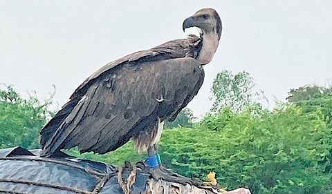 The vulture is currently in Aranthangi at an abandoned agricultural plot 