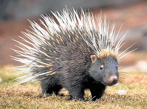 Porcupine