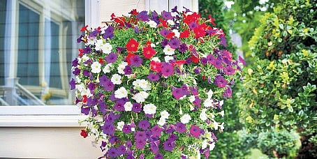 Petunias 
