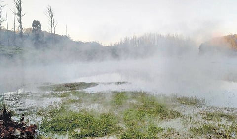 Frost has affected tea and vegetable cultivation in the Nilgiris district 