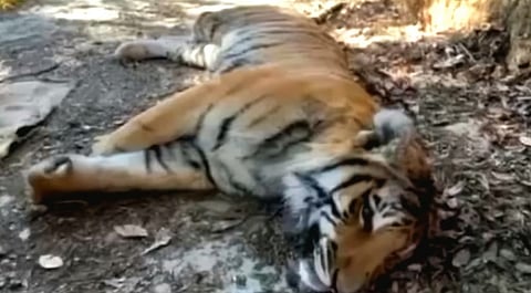 On Wednesday, a tiger carcass found in the Champawat Forest Division raised concerns as some of its paw nails were missing. 