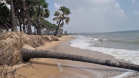 The palmyra palm trees pulled down by the waves at Vadakkur coast of Kulasekarapattinam.