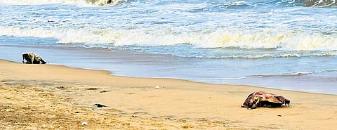 Carcasses of turtles lying at Injambakkam beach on Saturday evening 