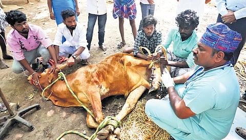 Vets treating the bull in Madurai 
