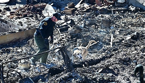 A cadaver dog, from the Los Angeles County Sheriff, sniffs through the rubble of beachfront properties destroyed by the Palisades Fire along the Pacific Coast Highway in Malibu, California on January 12, 2025. 