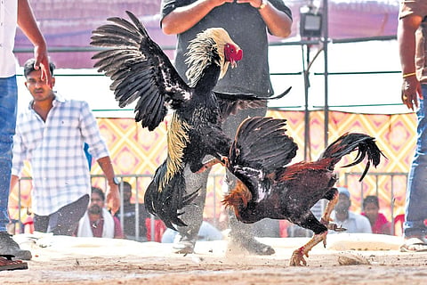 A rooster fight being organised near Ramavarappadu in Vijayawada as part of Sankranti festivities on Monday 