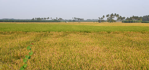 Harvest ready samba paddy land at Pulivalam near Tiruchy on Thursday. 