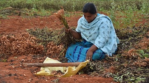 Representative image of farmers harvesting groundnut.