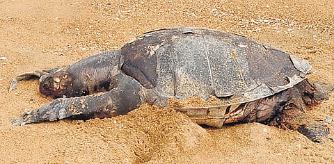 Around 600 Olive Ridleys have beached in Chennai alone so far