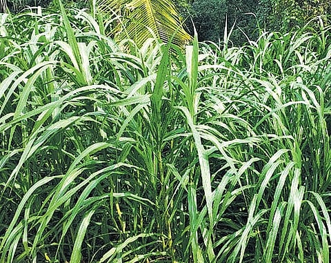 Napier grass grown on the Nettukaltheri open prison 
campus in the capital