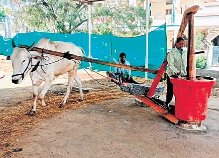 A bullock is harnessed to a large, rotating pestle which crushes oil seeds placed within a fixed mortar