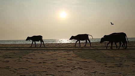 Domesticated buffaloes take a sunset stroll on Valappu beach  (Representative Image)
