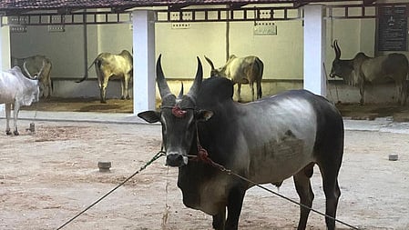 Kangeyam breed bull