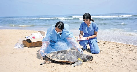 Authorities conducting necropsy of a carcass (right) on Marina Beach 