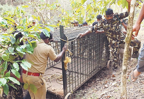 Forest department officials setting up a cage at Pancharakolli in Mananthavady 
on Friday 