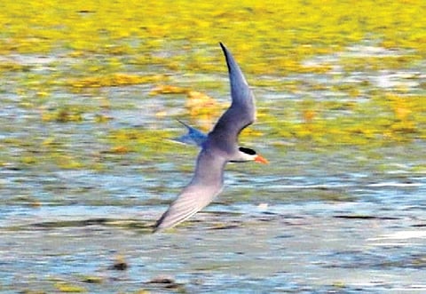 The black-bellied tern (Sterna acuticauda) is a small bird. endangered species Recorded in Kawal Tiger reserve.