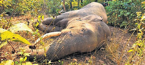 Carcass of the dead elephant with deep wounds in Sundargarh forest 