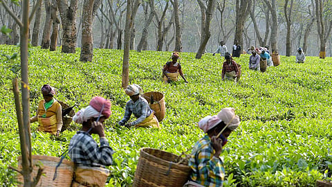 Image used for representational purpose.