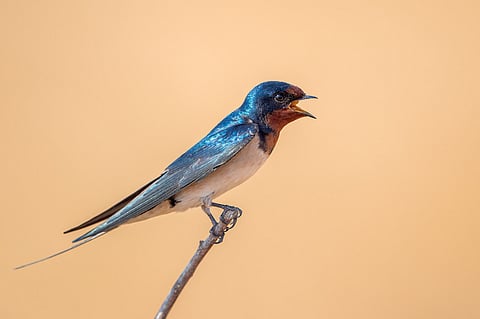 A barn swallow was spotted during the bird census that was observed by members of the Coimbatore Nature Society