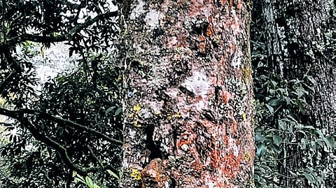 Hives built by bees on wild tree holes, from where tribesmen collect honey 