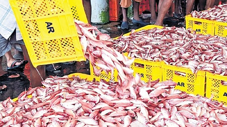 Fishermen showing the day's catch at Vypeen Kalamukku harbour in Kochi after a 52 days long trawling ban .