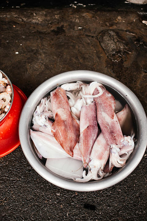 Indian squid