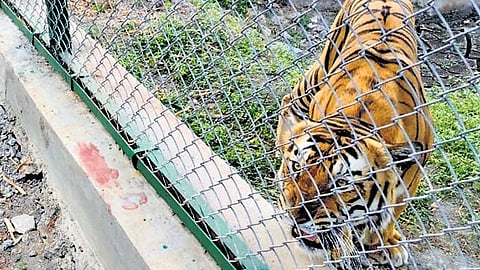 A tiger in an enclosure at Kakatiya zoo in Hanamkonda.
