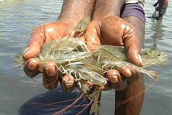 India exported \$1.89 bn worth of frozen shrimps and prawns to the US in 2024, holding a dominant 40% share of American imports in this category.