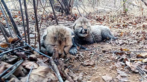 The two newborn cheetahs (Photo | X)