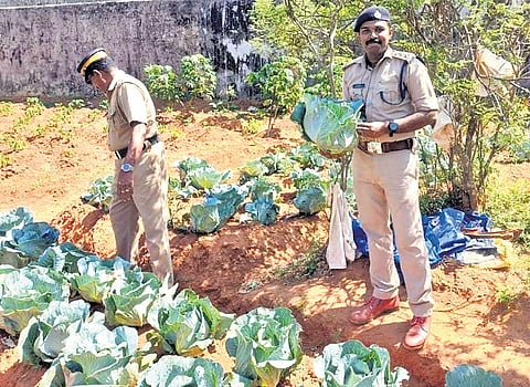 The Viyyur Central Prison — which currently has 1,120 inmates — turned the unused land within its compound into a productive farmland.