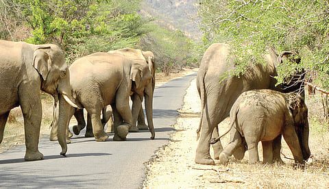 Parameters for the determination of the habitat quality will also include the number of elephants within a beat, the volume of crop depredation and human deaths in conflict