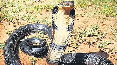 Image used for representative purpose.