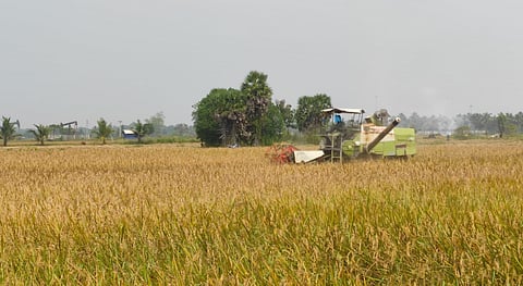 A harvester machine at a samba paddy field at Ammapettai in Thanjavur district 