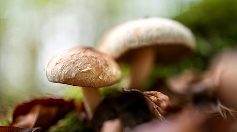 Magic mushrooms