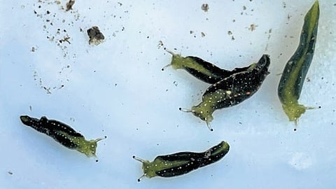 The marine slugs discovered in Karwar.