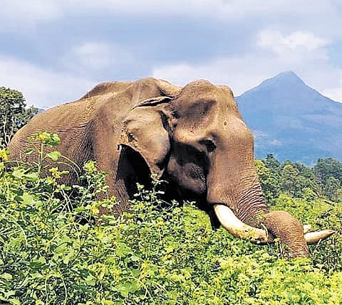 Kharia’s death sparked tension in Sukura with villagers expressing resentment over frequent intrusion of wild elephants into human habitations in the area.  (Representative image)