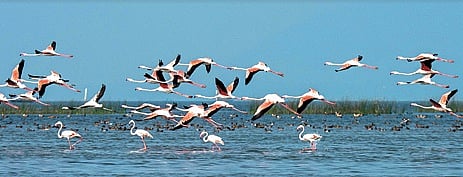 Chilika Lake representative image