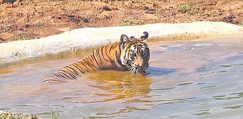 Tigress Zeenat inside the soft enclosure in Similipal Tiger Reserve